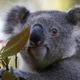 Koala looks wistfully at camera